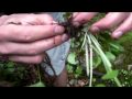 ‍ ️ Wasabi Gone Wild Softypapa Adventures Walking In Japan