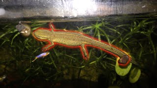 Newts Eat Snails