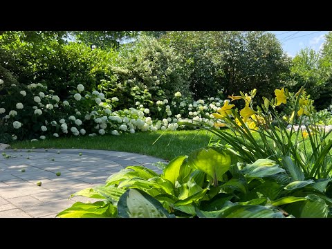 Garden Tour: Tony's 2 year Garden Update with Plant Names & Music - Early July 2023
