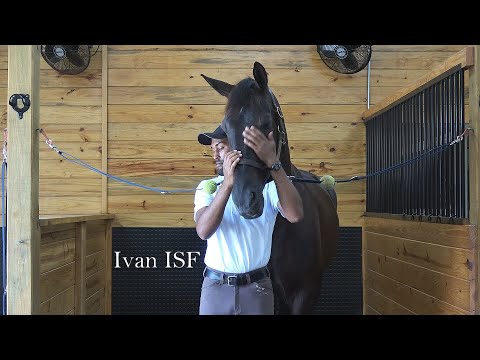 Ivan ISF is "itching" to meet you! :) June 2020 - SOLD