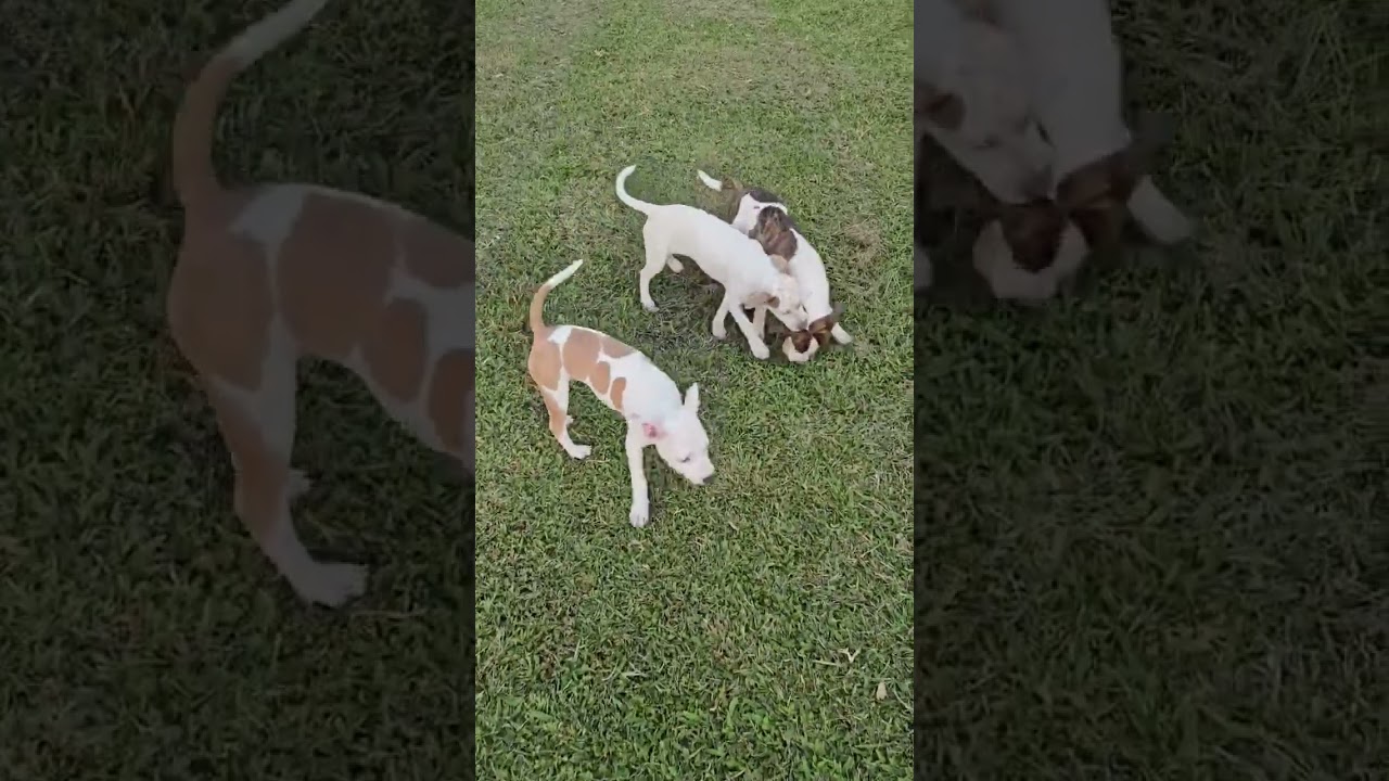 Enlarge Winnie, a Adoptable mixed breed in Metairie, LA video 2/6