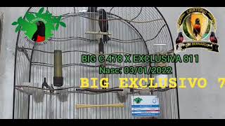 BIG EXCLUSIVO 752 - BIG C 478 X EXCLUSIVA 811 - CRIATÓRIO PRORROGAÇÃO