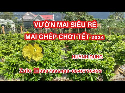 Vườn mai Huỳnh Dung ☎️Zalo 0987996488-0846796499 mai ghép góc to  giá rẻ ngày 25/7/2023