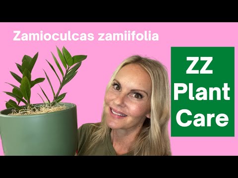 , title : 'ZZ Plant Care Zamioculcas zamiifolia Guide Zanzibar Gem |  MOODY BLOOMS'