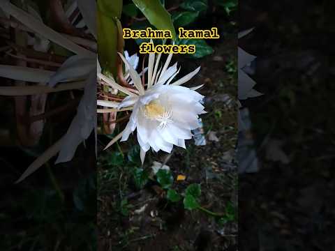 my garden Brahma kamal flowers #brahmakamal #plants #gardening #flowers