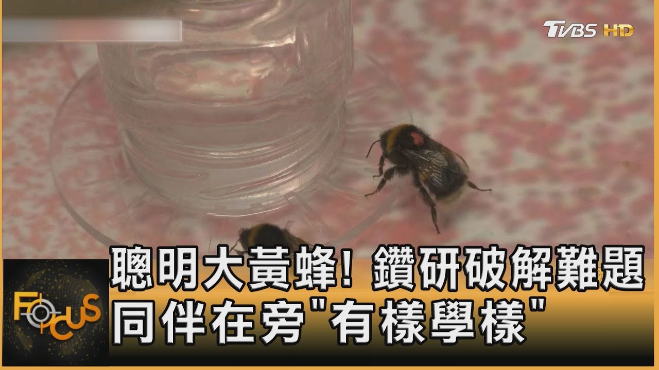 聰明大黃蜂！鑽研破解難題　同伴在旁「有樣學樣」