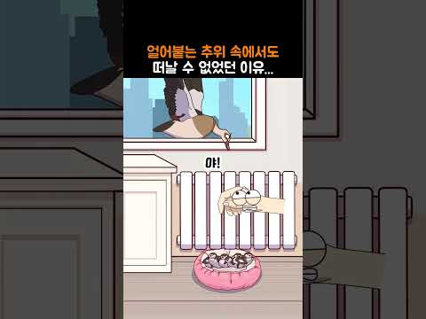 얼어붙는 추위 속에서도 떠날 수 없었던 이유..... 기러기의 사랑