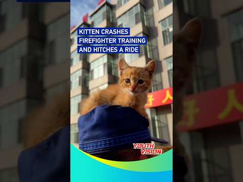Kitten crashes firefighter training and hitches a ride