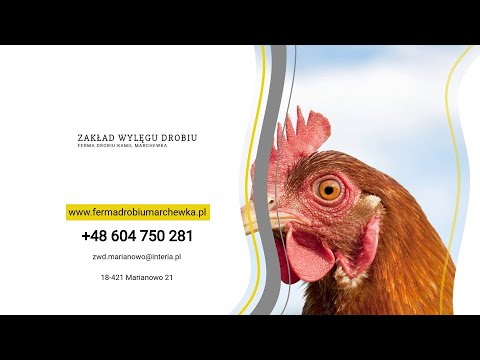 Zakład Wylęgu Drobiu Ferma Drobiu Kamil Marchewka - video