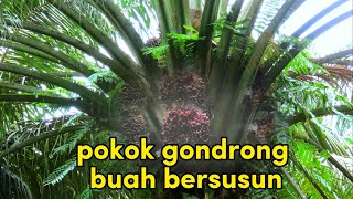 Download lagu PANEN SAWIT GONDRONG BUAH AUTO KELILING mp3
