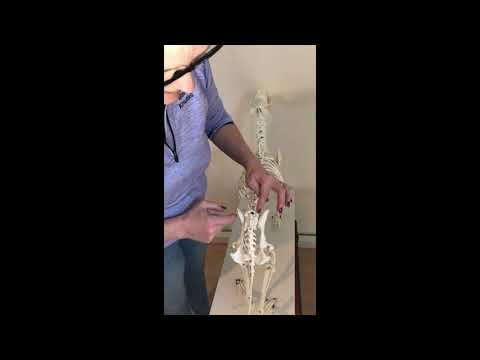 Bäcken och SI-leder hos hund