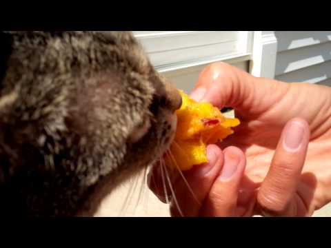 A Cat Eating A Peach - YouTube