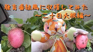 【家庭菜園】教育番組風に二十日大根の収穫を実況してみた【実況？】