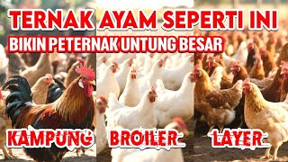 Download lagu WAJIB TAU‼️ MANA YANG LEBIH UNTUNG TERNAK AYAM KAMPUNG, AYAM PEDAGING ATAU PETELUR mp3