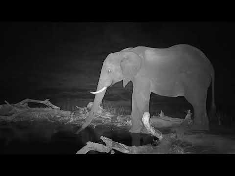 Djuma: Lone Elephant bull with missing right tusk drinking - 23:33 - 06/06/19