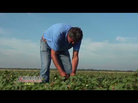 Estado de los Cultivo Coronel Du Graty Chaco Agr Sergio Montes