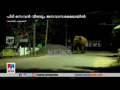 പിടി സെവന്‍ വീണ്ടും ജനവാസമേഖലയില്‍ | PT 7 | Elephant | Palakkad | Dhoni