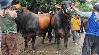 Download lagu 2 EKOR 46 JUTA‼️PEGON RAKSASA SIAPAN QURBAN | Pasar Sapi Tuban mp3