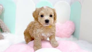ハーフ犬の動画01