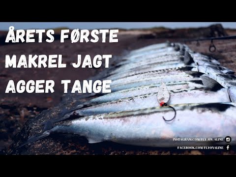 Makrelfiskeri på Agger Tange