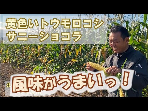 寺坂農園 野菜産直農家  | 北海道 富良野から通販で全国へお届け