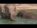 Elephants Ostriches Had Biggest Reactions To The Eclipse At The Columbus Zoo