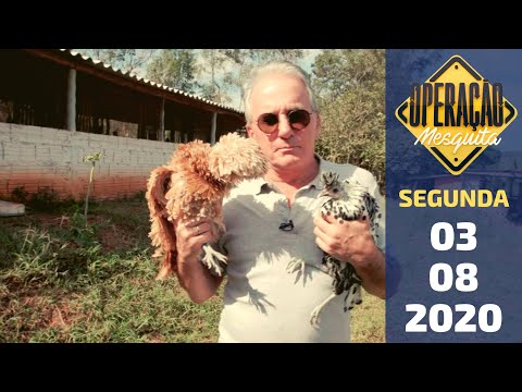 Operação Mesquita 06/08/2020 - Criação de Galinhas e Invação show de Fábio Porchat