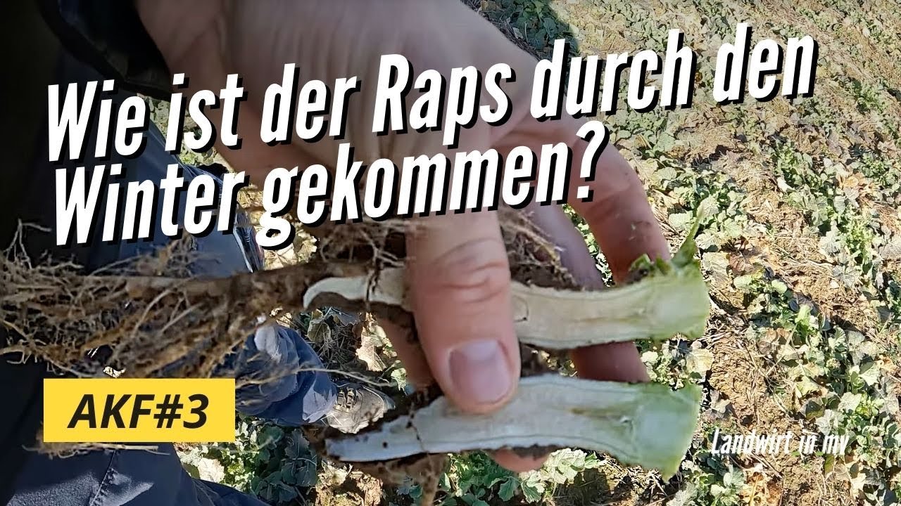 AKF #3 2023 Wie ist der Raps durch den Winter gekommen Was steht an