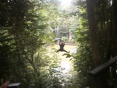 Rainforest - Flying Fox