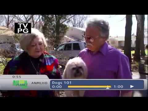 Pet4you.gr: Dogs Lhasa Apso - Λασα Απσο