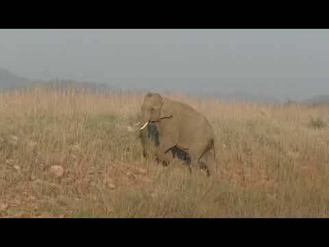 Tiger  hunting Elephant in Corbett Park