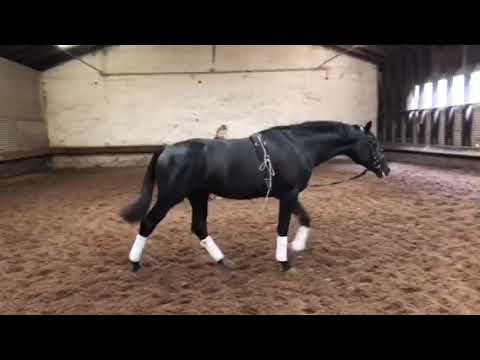 2-jähriger Hengst von Millennium x Angard