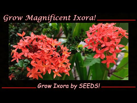 image-Is Ixora poisonous to dogs?