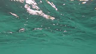 Balmorhea State Park Swimming Pool - July 24, 2025 - GoPro Hero 11