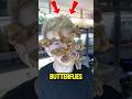 Why Are Some People Scared Of Butterflies