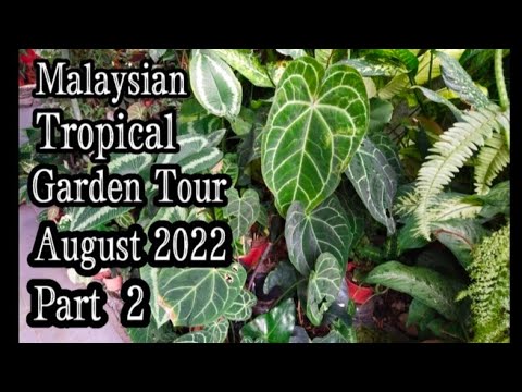 , title : 'Malaysian Tropical Garden Tour - August 2022 (Part 2)'