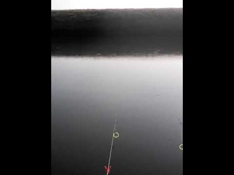 2017 la balta Maior ... Belciugatele