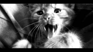 Monster Paws - Midnight Train