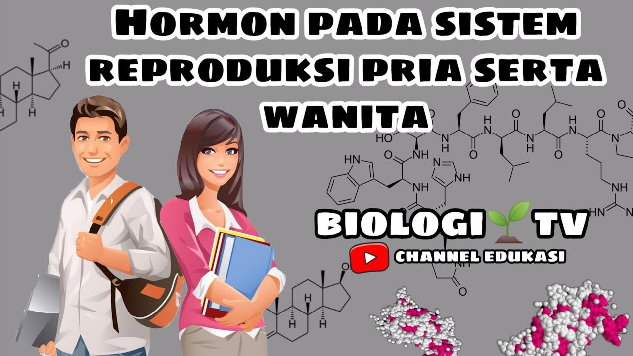 hormon hormon yg terlibat didalam sistem reproduksi pria dan wanita beserta fungsinya - biologi SMA