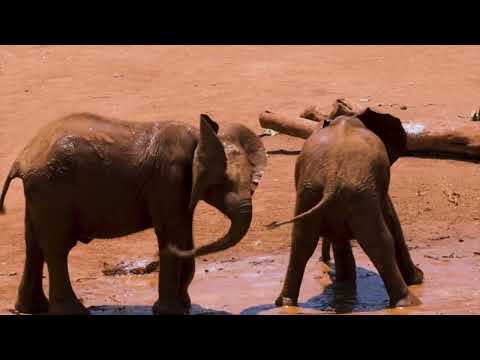 Top Ten Baby Elephants Fight | Elephantnews 2024