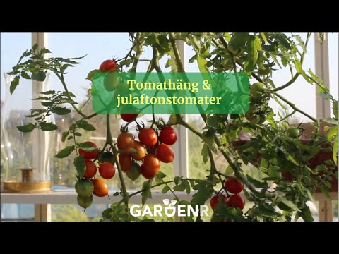 Upsidedown Tomatoes and Christmas tomatoes - Gardenhacks by GardenR