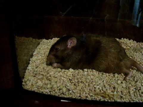 можно ли крысам наполнитель. подстилка наполнитель. опилки для крыс. кукурузный наполнитель для крыс. наполнитель для джунгарика.