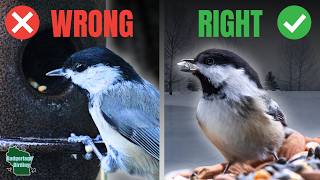Most Winter Bird Feeding Advice Is Wrong - Here’s Why