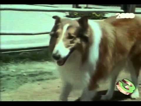 Lassie - Sigla (Dolce Lassie)