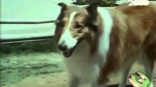 Lassie - Sigla (Dolce Lassie)