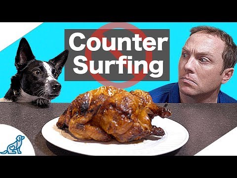 How To Stop Dog Counter Surfing - Professional Dog Training Tips