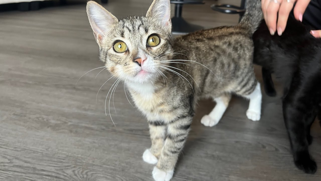 Outgoing Baby Bonnie, an adopted mixed breed in Denver, CO video 6/6