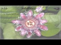 Surah 105-Al-Fil 