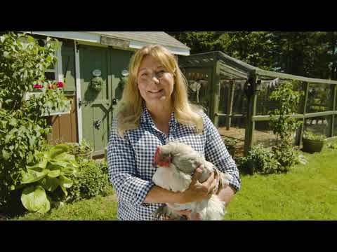 Meet Violet, our Lavender Orpington