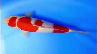 video van Maruten Sandan Kohaku 2504003